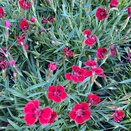Dianthus Pillow Berry Red 10.5cm pot