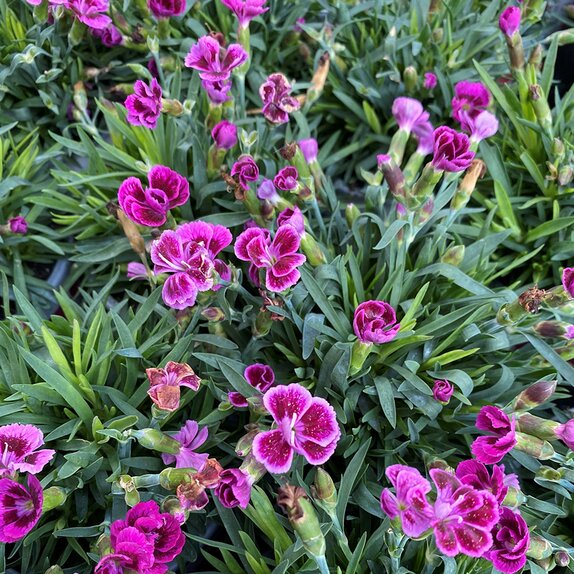 Dianthus Pillow Purple Pink White 10.5cm pot