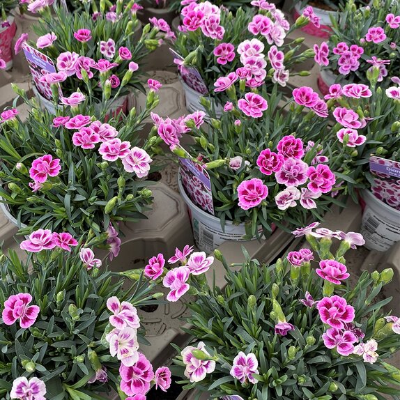 Dianthus Pink Kisses 10.5cm pot