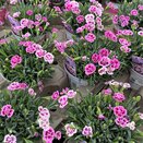 Dianthus Pink Kisses 10.5cm pot