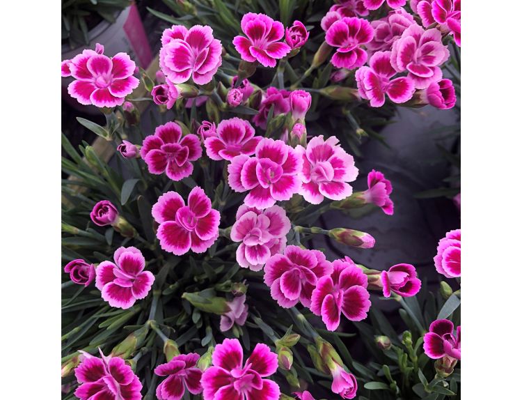 Dianthus 'Pink Kisses' 10cm pot