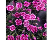 Dianthus 'Pink Kisses' 10cm pot