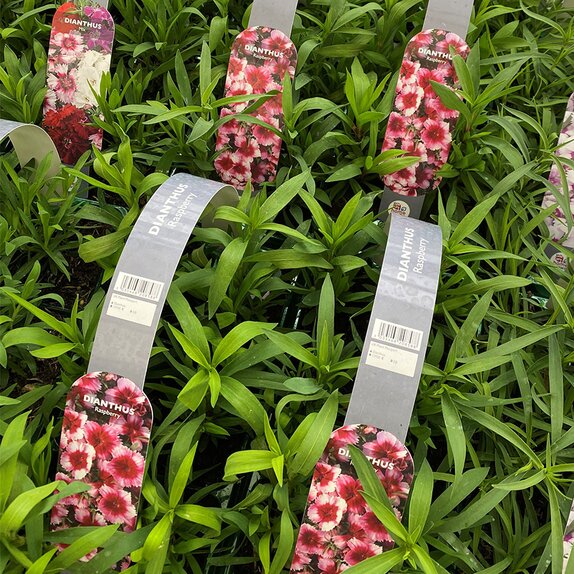 Dianthus Raspberry 6 pack