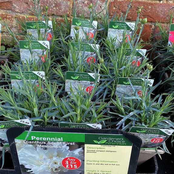 Dianthus Scent First 'Memories'