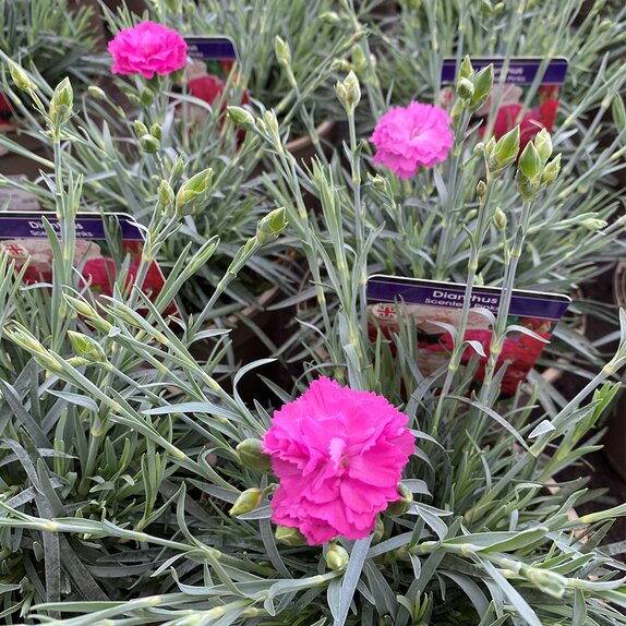 Dianthus Scented First Pink Celebration