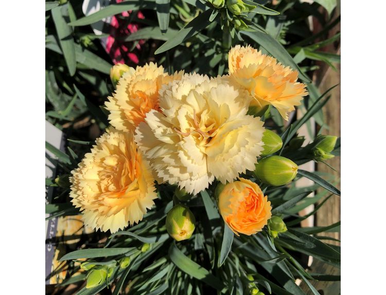 Dianthus sunflor Amber