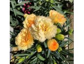 Dianthus sunflor Amber