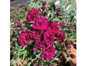Dianthus sunflor Beetle