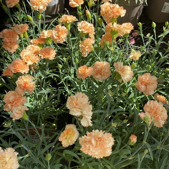 Dianthus Sunflor Bling Bling