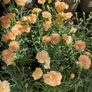 Dianthus Sunflor Bling Bling
