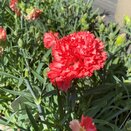Dianthus Sunflor Orange Bling Bling