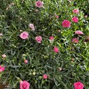 Dianthus Tenelke 10.5cm pot