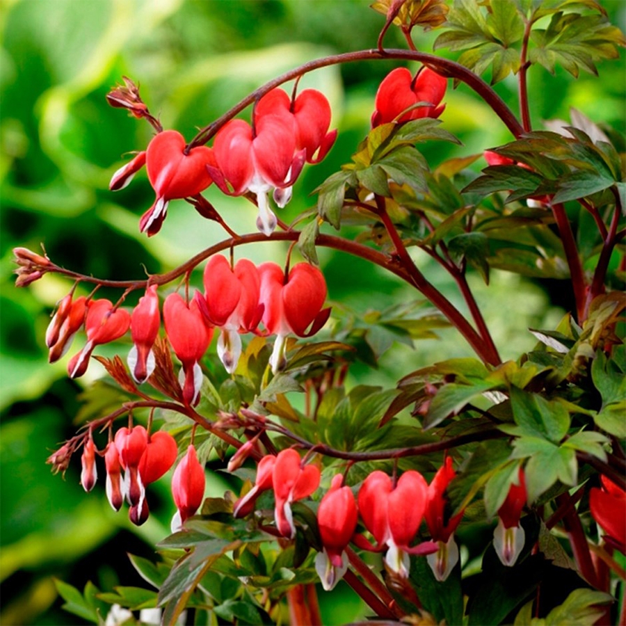 Dicentra Valentine Knights Garden Centres