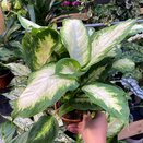 Dieffenbachia 'Camilla' - image 1