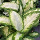 Dieffenbachia 'Camilla' - image 2