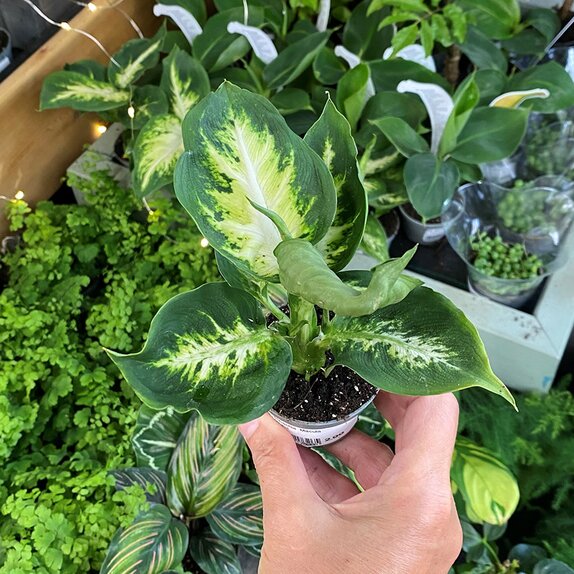 Dieffenbachia Maculata Amy
