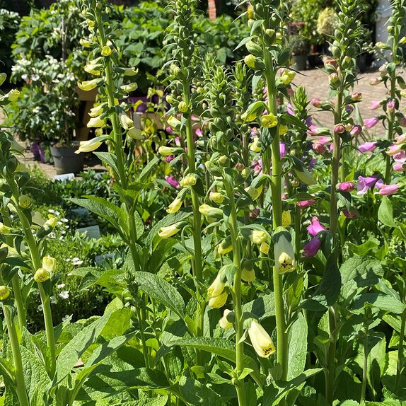 Digitalis Dalmatian Cream - image 1