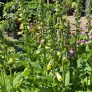 Digitalis Dalmatian Cream - image 1