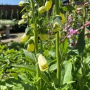 Digitalis Dalmatian Cream - image 2