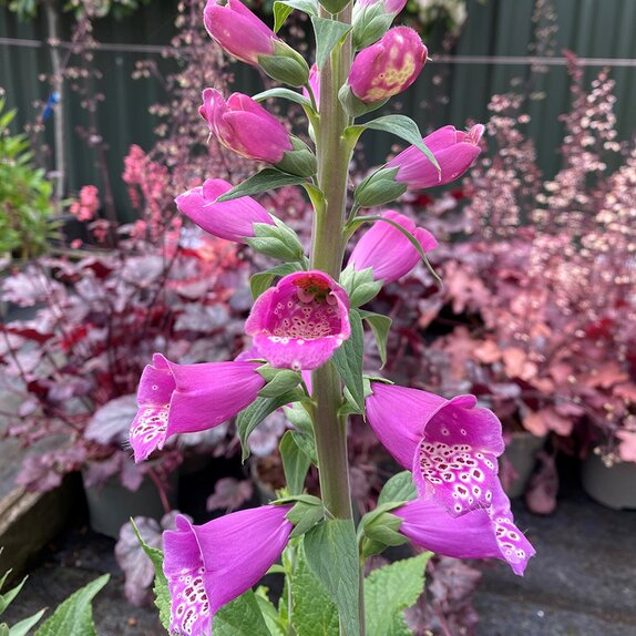 Digitalis Dalmatian Purple - image 1