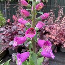 Digitalis Dalmatian Purple - image 1