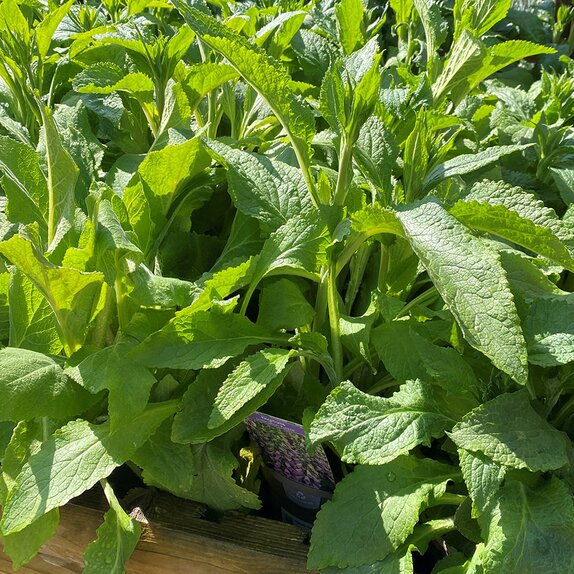 Digitalis Dalmatian Purple - image 2