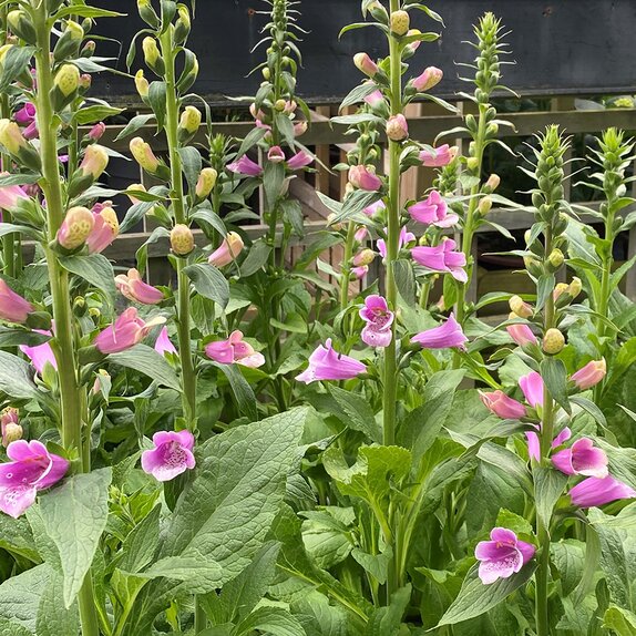 Digitalis Dalmatian Rose - image 1