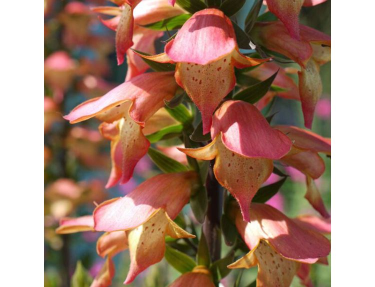 Digitalis Firebird