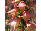 Digitalis Firebird
