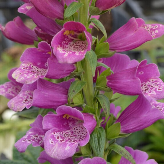 Digitalis Foxglove Dalmatian Purple 1 litre pot - image 1