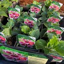 Digitalis mertonensis