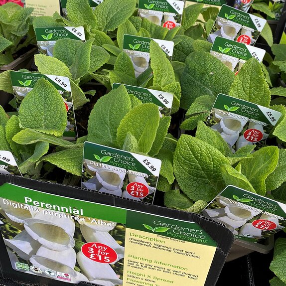 Digitalis purpurea 'Alba'