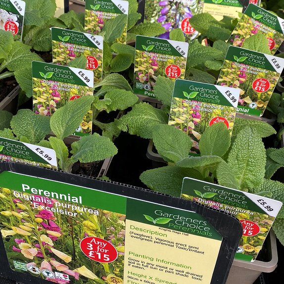 Digitalis purpurea 'Excelsior '