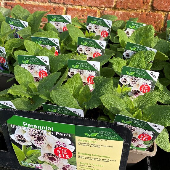 Digitalis purpurea 'Pam's Choice'