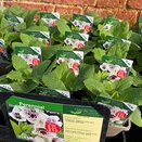 Digitalis purpurea 'Pam's Choice'