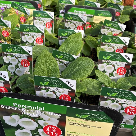 Digitalis purpurea 'Snow Thimble'