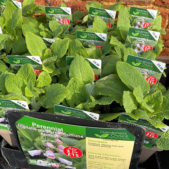 Digitalis purpurea 'Suttons Apricot'