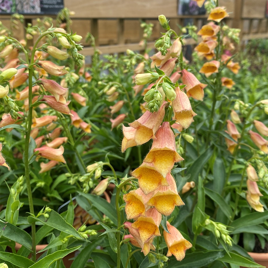 Digitalis Walbertons Goldcrest 5 litre pot Knights Garden Centres