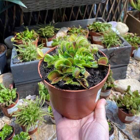 Dionaea muscipula