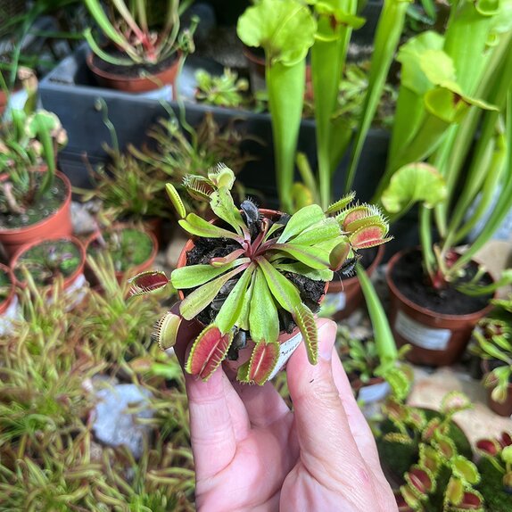 Dionaea muscipula bambino