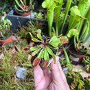 Dionaea muscipula bambino