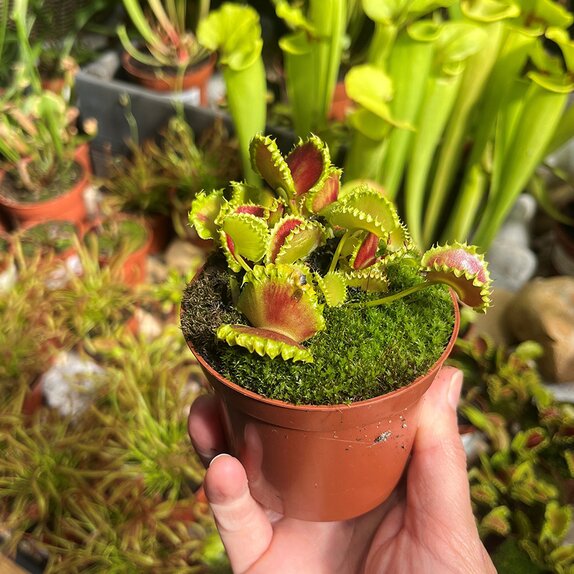 Dionaea muscipula 'Zipp' - image 1