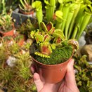 Dionaea muscipula 'Zipp' - image 1