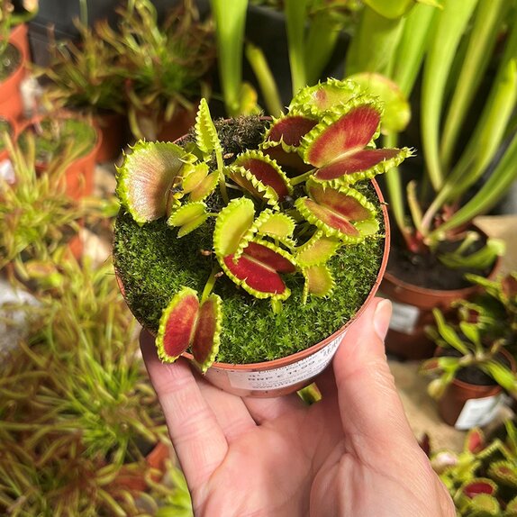 Dionaea muscipula 'Zipp' - image 2