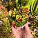 Dionaea muscipula 'Zipp' - image 2