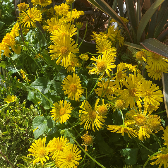 Doronicum orientale Leonardo Compact