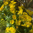 Doronicum orientale Leonardo Compact