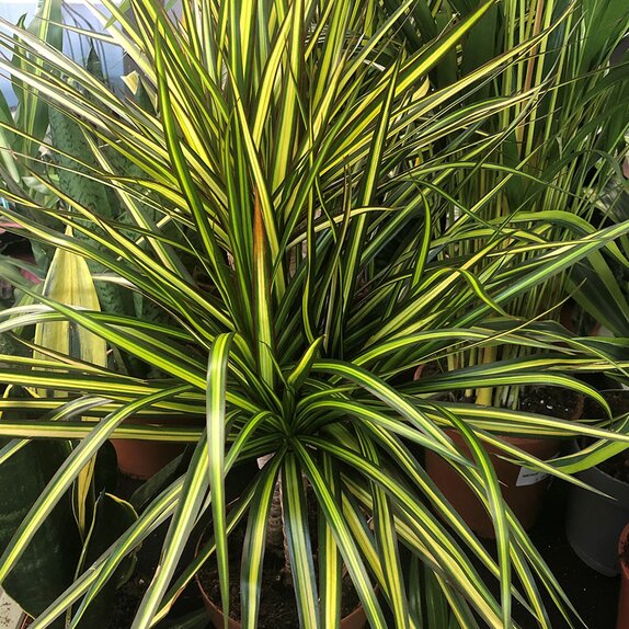 Dracaena marg. 'Sunray'