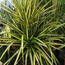 Dracaena marg. 'Sunray'
