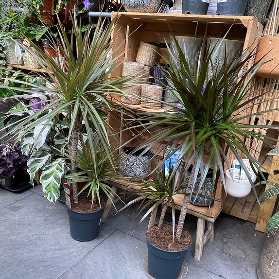 Dracaena marginata mixed
